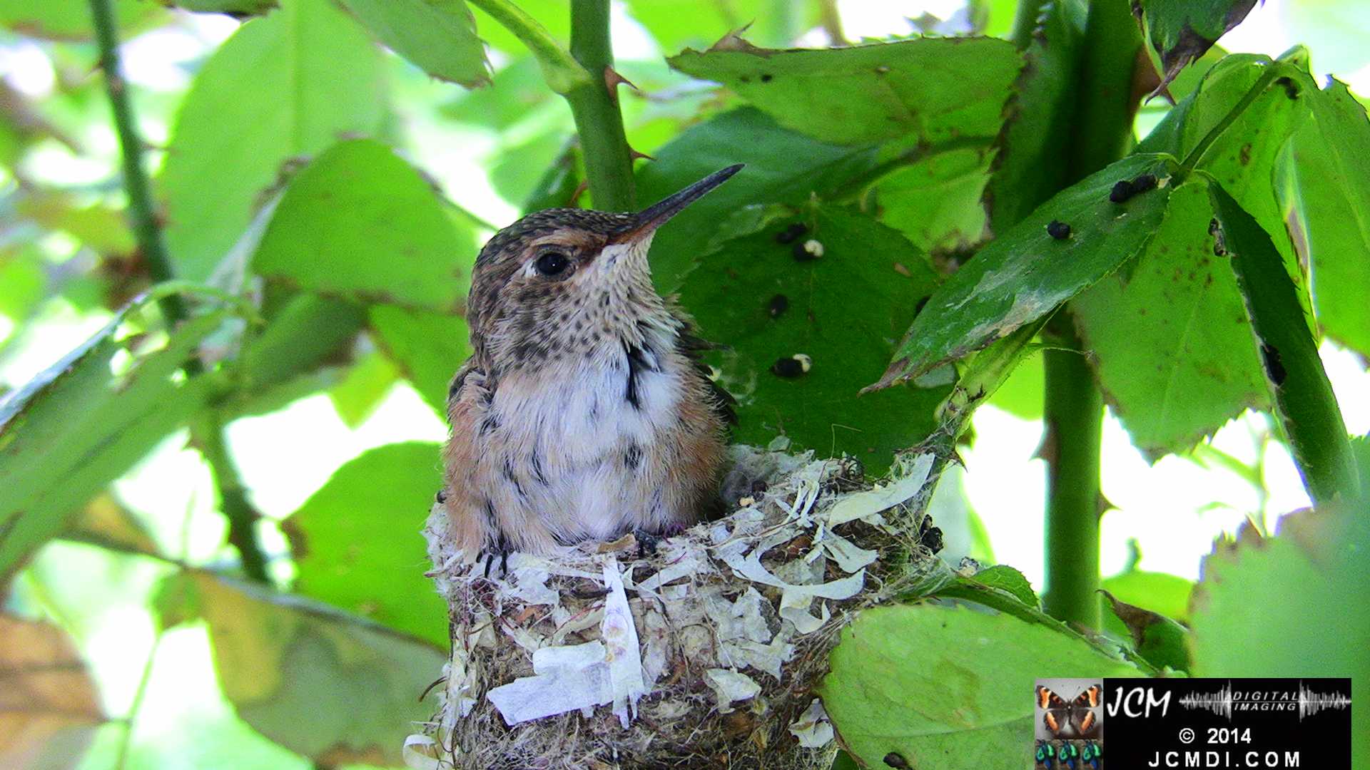 Allens Hummingbird chick and nest image 3-28-2014